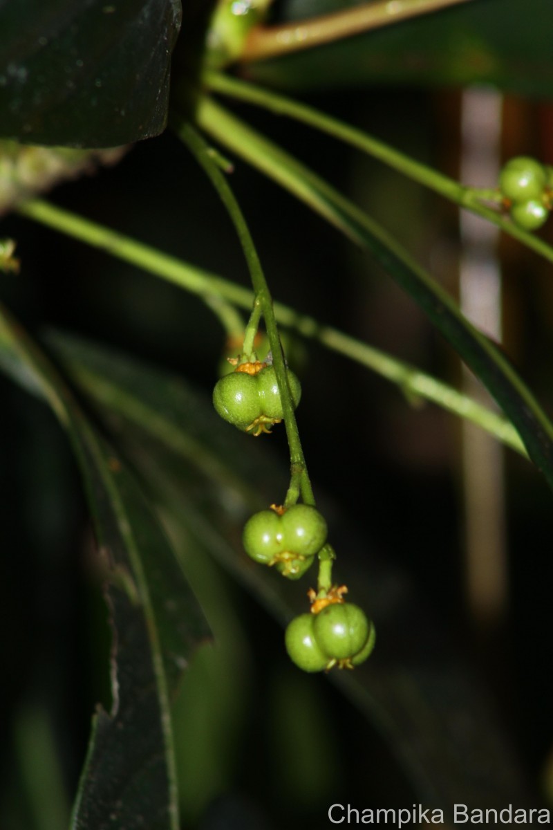 Agrostistachys borneensis Becc.